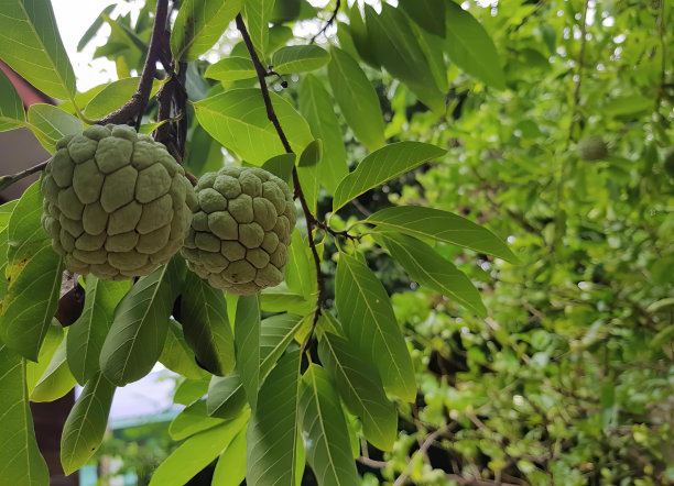 一棵树上挂着一串水果的照片，花园里的一棵树上挂着奶油苹果。图片下载