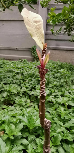 一张植物的照片，叶子伸出来，扫帚形状的叶子在树枝上，背景是一座建筑。图片下载