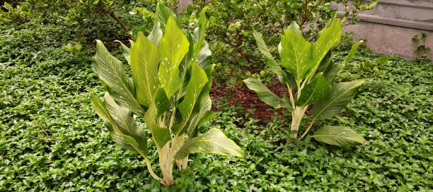 这是一张草地上的几株植物的照片，花园里有绿色植物的花盆和一堵石墙。图片下载