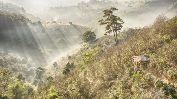 大叻郊区风景的照片，清晨的薄雾中，阳光透过空气，创造出美丽的色彩，一个灿烂的早晨，在大叻林东越南的伞外图片下载