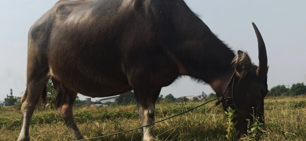大黑水牛图片下载