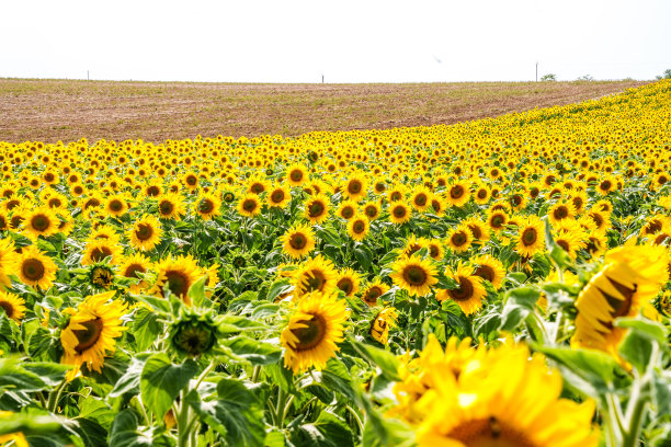 薰衣草田和向日葵在日光股票照片图片下载