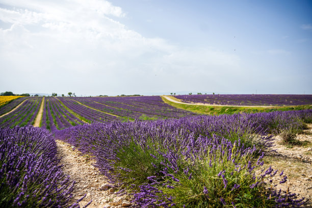 薰衣草田和向日葵在日光股票照片图片下载