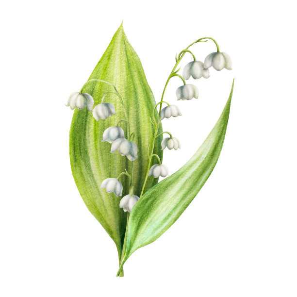 水彩百合的山谷花孤立在白色的背景。春天手绘插画。适合设计师，婚礼，装饰，明信片，包装纸，剪贴簿，封面，邀请函，海报和纺织品图片下载