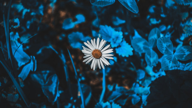 一朵小小的洋甘菊，长着大叶子。照片在蓝色色调。图片下载
