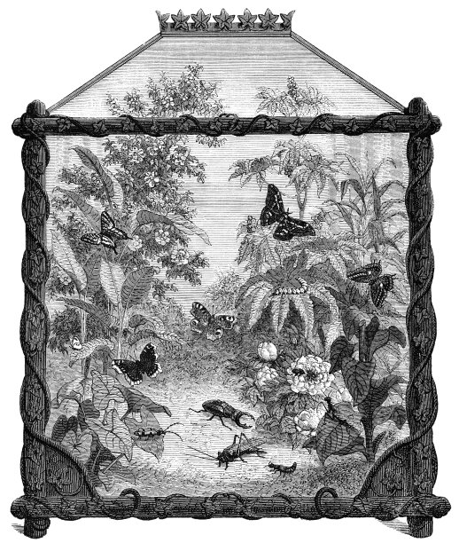 虫卵学或昆虫学- 19世纪图片下载