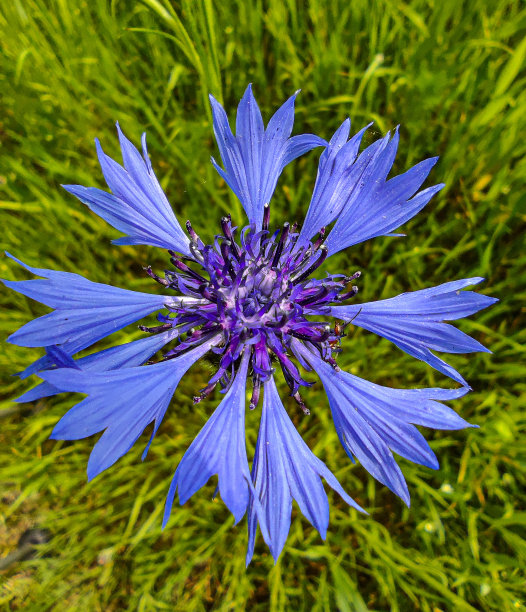 矢车菊花在草地上。宏观照片图片下载