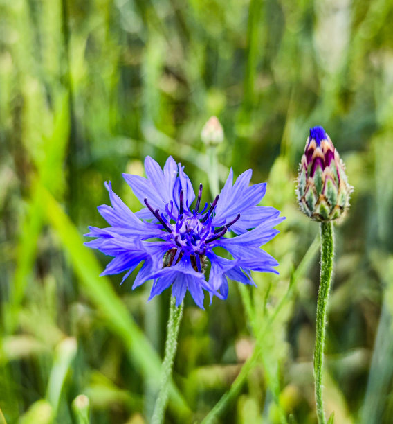 矢车菊(Centaurea cyanus)，俗称矢车菊或单身汉花，是一种原产于欧洲的菊科一年生开花植物。宏观照片图片下载