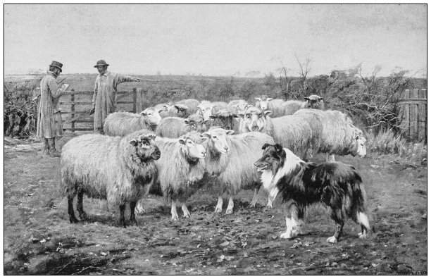 古董绘画照片:户外动物图片下载