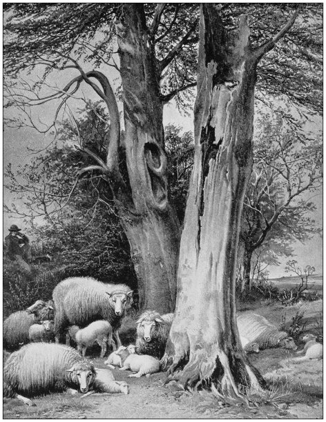 古董绘画照片:户外动物图片下载