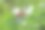 树枝上野生浆果的纹理艺术图片。图片下载