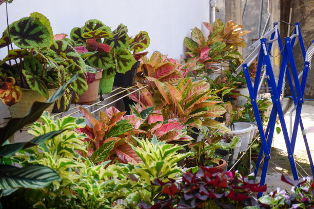 现代家庭花园构图的股票照片充满了许多美丽的植物。时尚的植物内饰。家庭园艺概念。图片下载