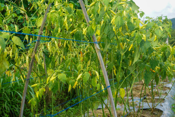 现代家庭花园构图的股票照片充满了许多美丽的植物。时尚的植物内饰。家庭园艺概念。图片下载