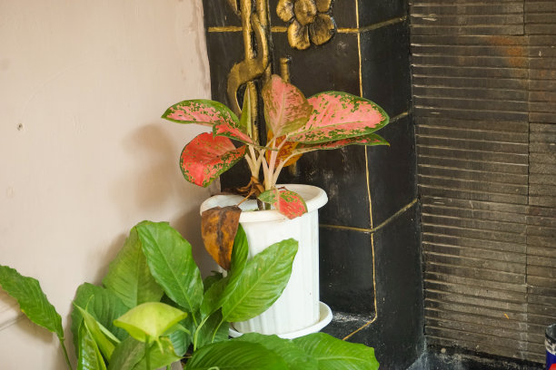 现代家庭花园构图的股票照片充满了许多美丽的植物。时尚的植物内饰。家庭园艺概念。图片下载