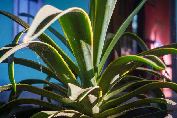 现代家庭花园构图的股票照片充满了许多美丽的植物。时尚的植物内饰。家庭园艺概念。图片下载