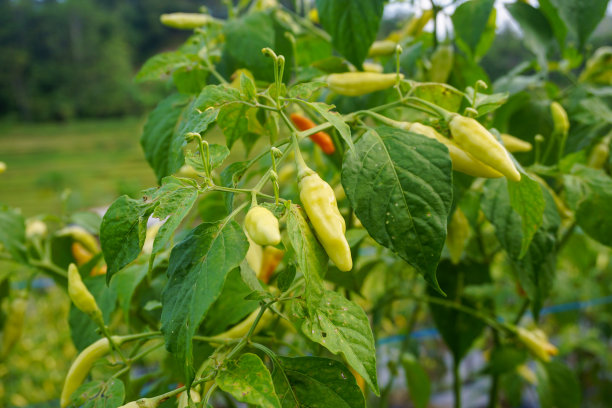现代家庭花园构图的股票照片充满了许多美丽的植物。时尚的植物内饰。家庭园艺概念。图片下载