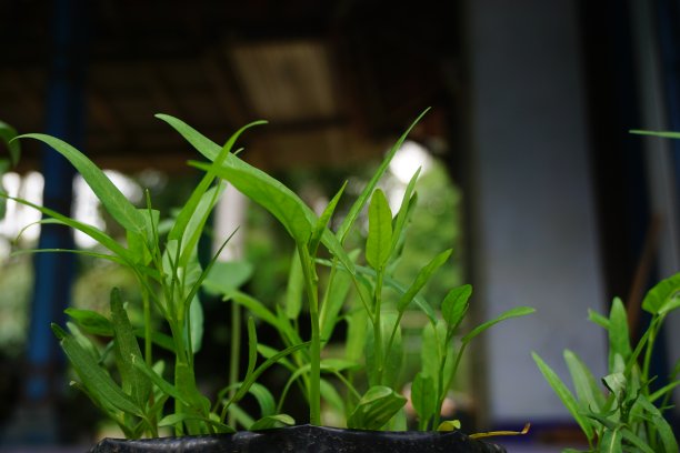 现代家庭花园构图的股票照片充满了许多美丽的植物。时尚的植物内饰。家庭园艺概念。图片下载