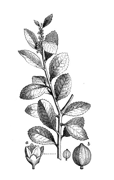 植物学植物仿古雕刻插图:巴拉圭Yerba mate，巴拉圭冬青图片下载