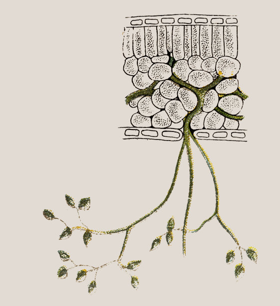 疫病(晚疫病，马铃薯疫病)图片下载