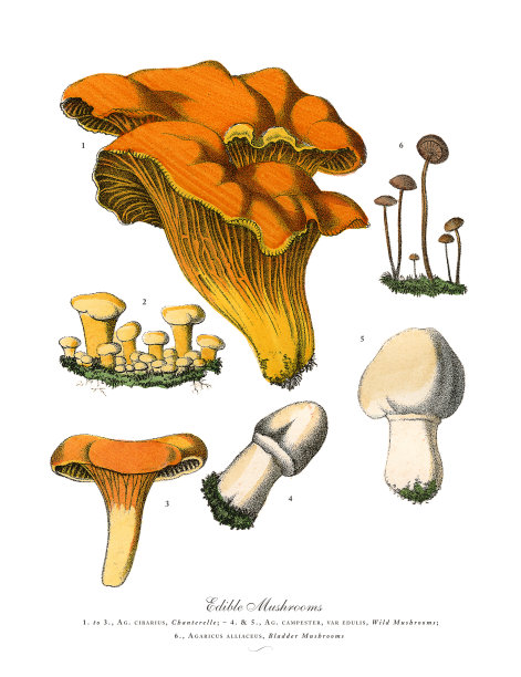 食用菌，维多利亚植物学插图图片下载