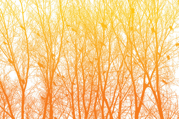 一群乌鸦栖息在光秃秃的树上图片下载