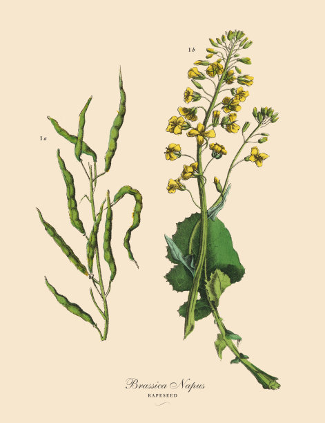 菜籽，块根作物和蔬菜，维多利亚植物学插图图片下载