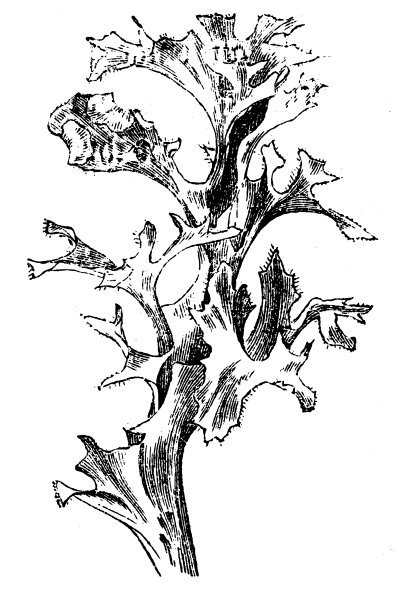 冰岛苔藓（Cetraria islandica）图片下载