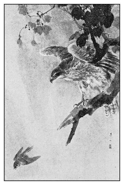 古玩插画:日本艺术家渡边胜成的鸟画图片下载