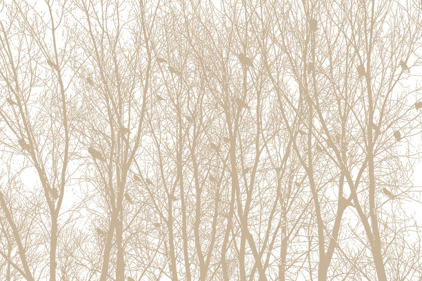 一群乌鸦栖息在光秃秃的树上图片下载