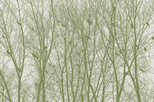 一群乌鸦栖息在光秃秃的树上图片下载