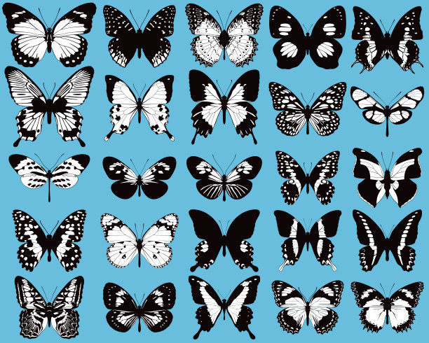 一套黑色和白色，矢量蝴蝶在蓝色背景图片下载