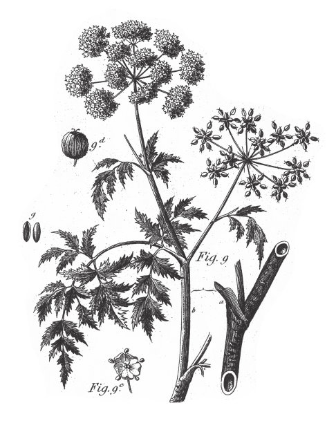 愚人的欧芹，泡茶植物和伞形科的代表，一些有毒的雕刻古董插图，出版于1851年图片下载