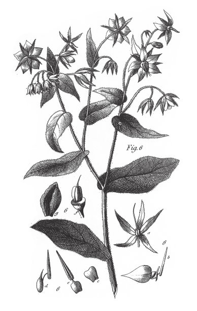 琉璃苣，含有有毒化合物的几科植物，尤其是Polemoniales雕刻古董插图，出版于1851年图片下载