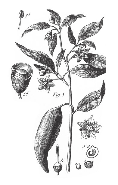 辣椒，含有有毒化合物的几科植物，尤其是Polemoniales雕刻古董插图，出版于1851年图片下载