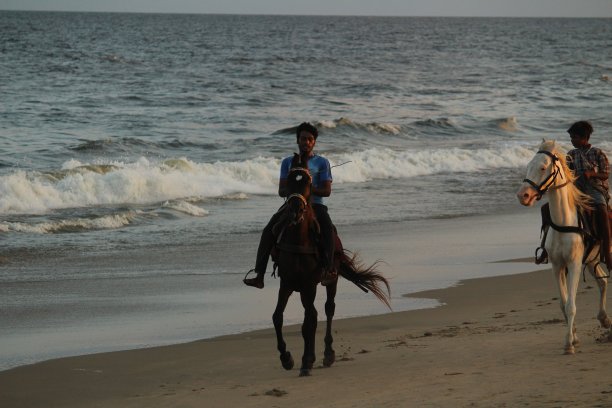 在Chennai besant nagar Elliot的海滩上骑马，他们带走或带走游客或骑马的人，收取一些金额/费用图片下载