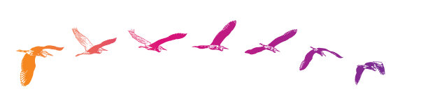 大蓝鹭飞行的序列向量图片下载