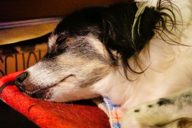 狗狗前面是白色背景，照片上的图片是数码图像图片下载