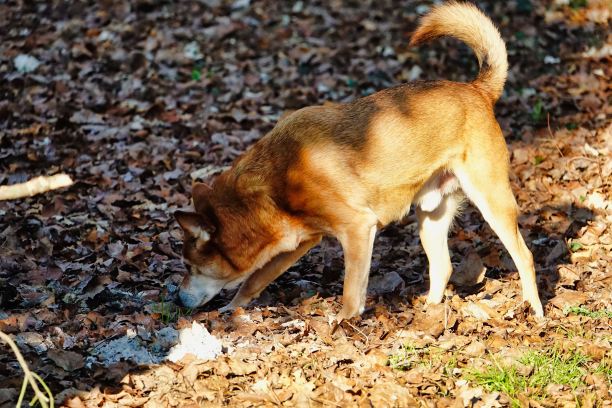 狗躺在草地上，照片图片数码图像图片下载