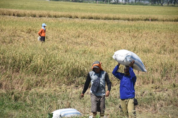 农民运输袋装图片下载