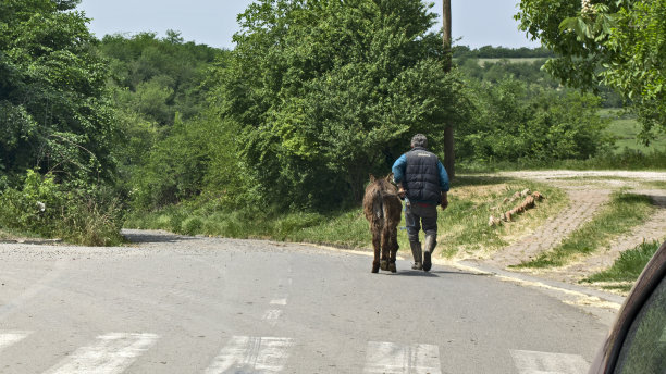 男人和驴图片下载