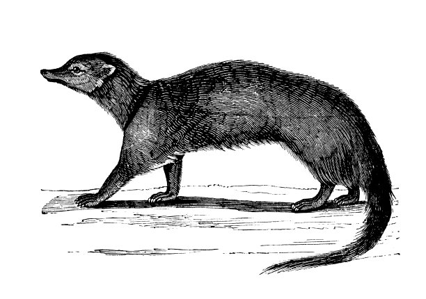 古董动物插画：埃及獴图片下载