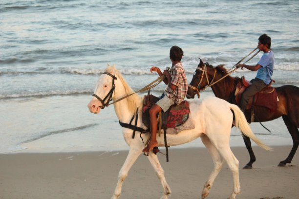 在Chennai besant nagar Elliot的海滩上骑马，他们带走或带走游客或骑马的人，收取一些金额/费用图片下载