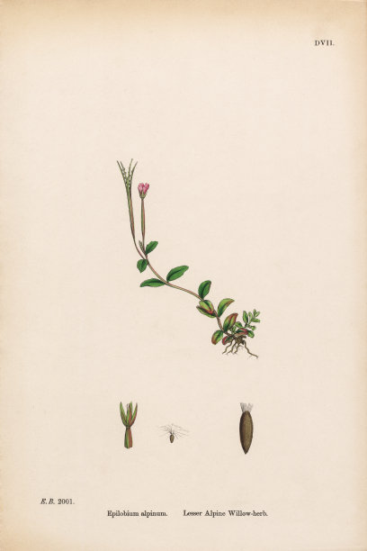 小高山柳草，Epilobium alpinium，维多利亚植物学插图，1863年图片下载