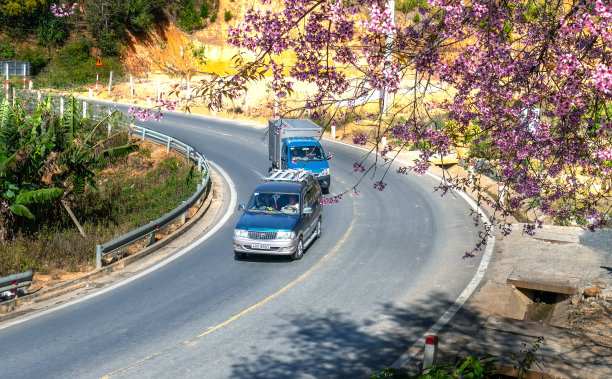 春日清晨的道路：盛开的樱桃杏树与交通背景图片下载