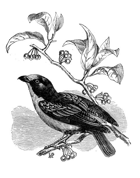 古玩动物插画:天堂金丝雀(Tangara chilensis)图片下载