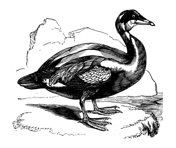 古玩动物插画:羽绒(Somateria mollissima)图片下载