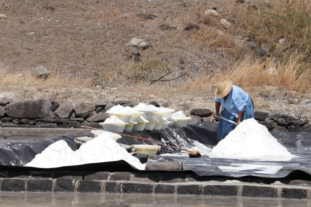 收获在绢毛猴盐田，毛里求斯，印度洋，非洲图片下载