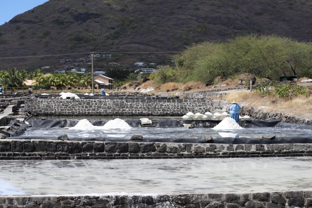 收获在绢毛猴盐田，毛里求斯，印度洋，非洲图片下载