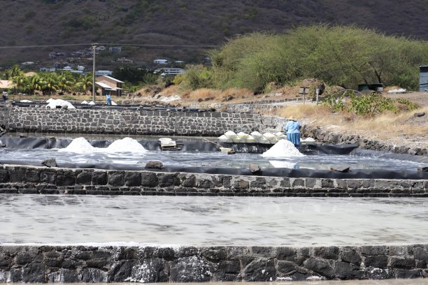 收获在绢毛猴盐田，毛里求斯，印度洋，非洲图片下载