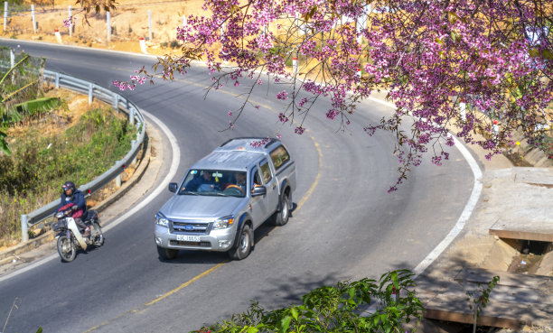 春日清晨的道路：盛开的樱桃杏树与交通背景图片下载
